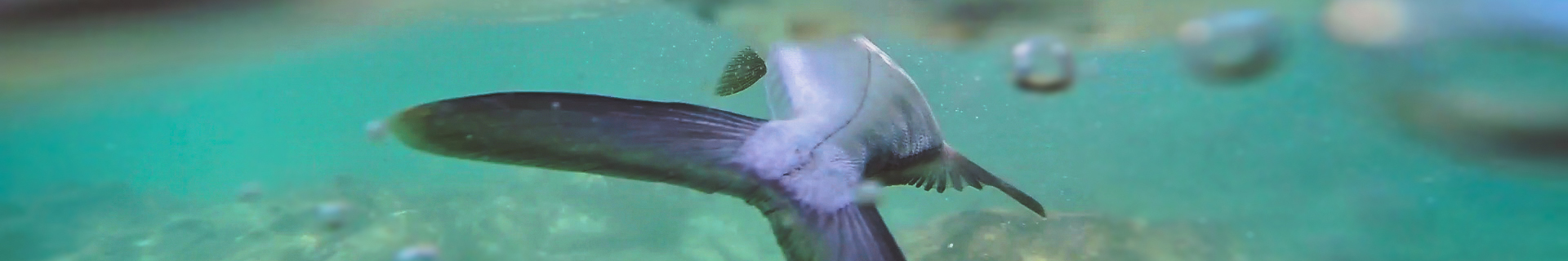 duo bay ruf manic 75