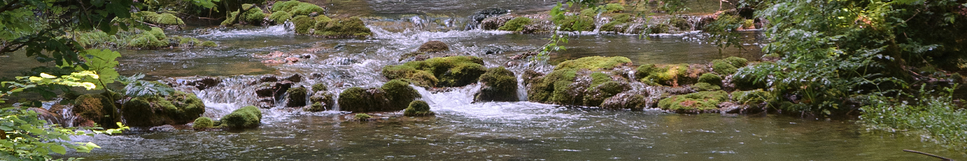 KAWASEMI RHAPSODY TULA