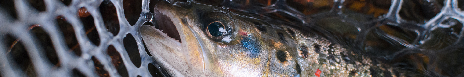 LAST CAST AREA MASTER