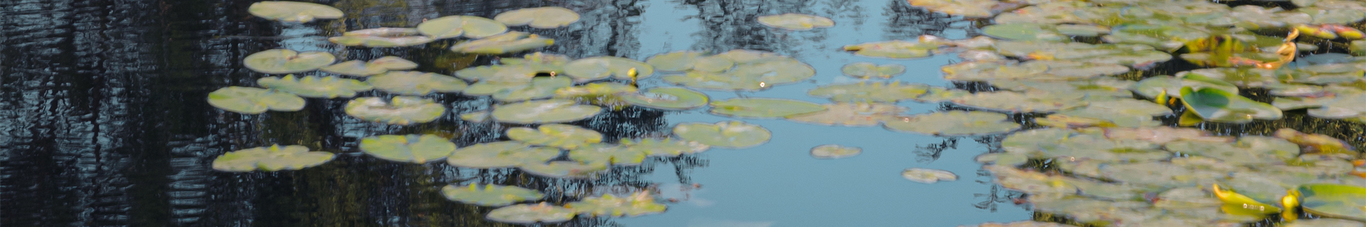 MOSQUITO HEAVY GUARD