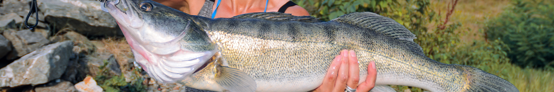REALIS APEX VIBE F85