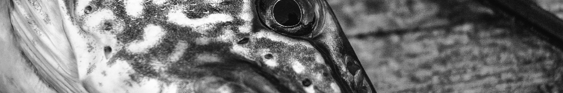 REALIS FANGBAIT 140SR