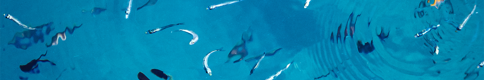 ROUGH TRAIL AOMASA 188