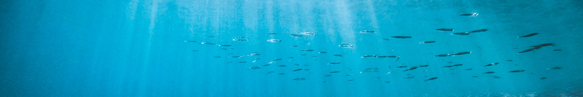 SEA BASS SHOCK LEADER FLUORO