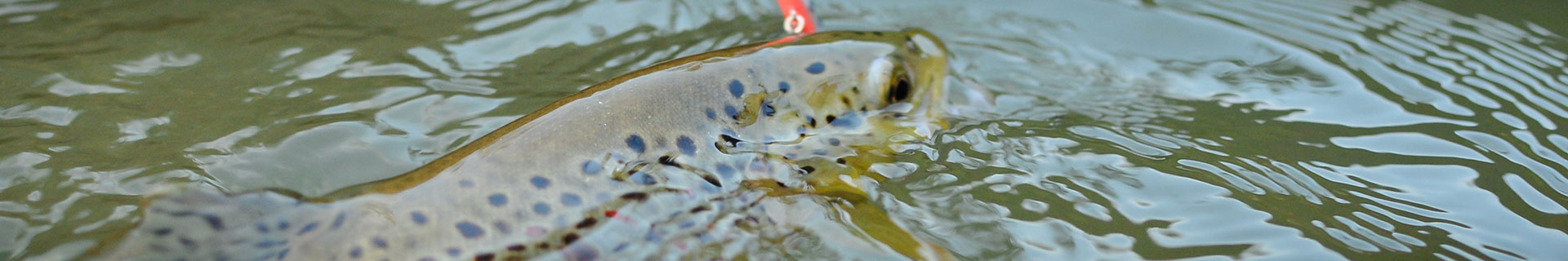 duo spearhead ryuki 45s