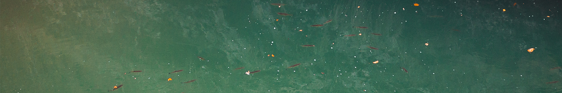 SPEARHEAD RYUKI 50SP