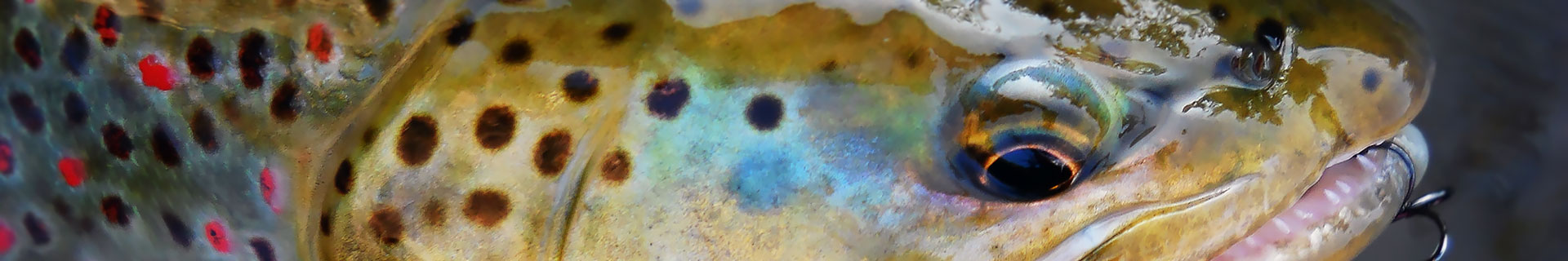 duo spearhead ryuki 60s