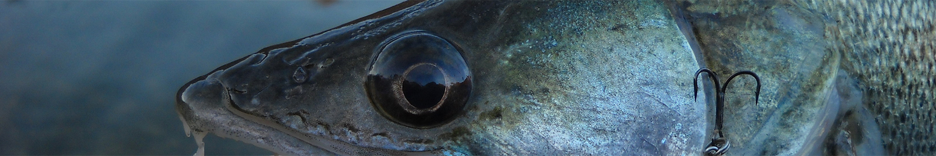 SPEARHEAD RYUKI 70MDF