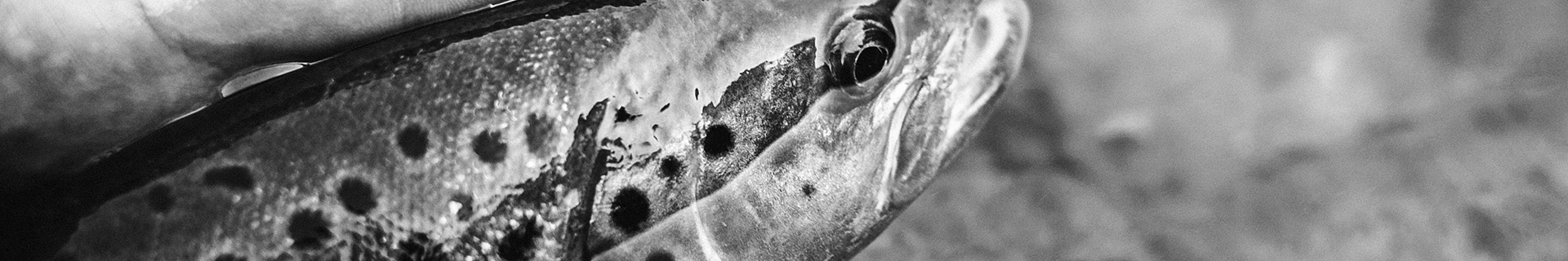 SPEARHEAD RYUKI 70S QUATTRO