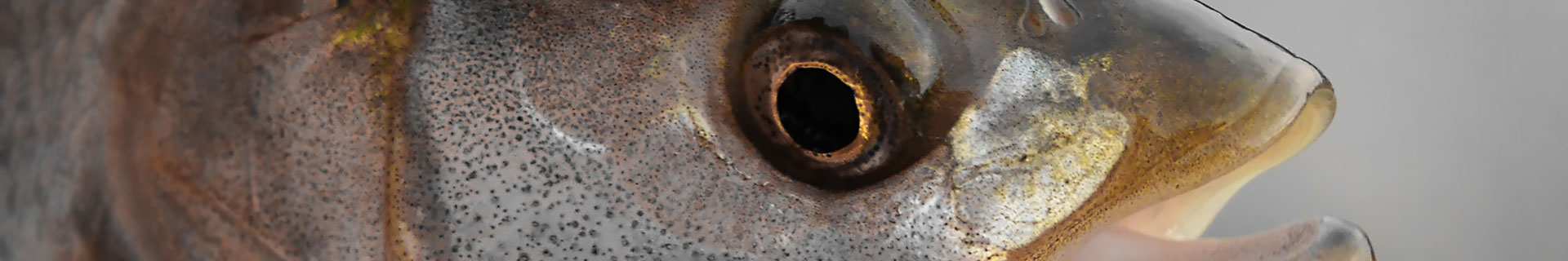 duo spearhead ryuki 70s