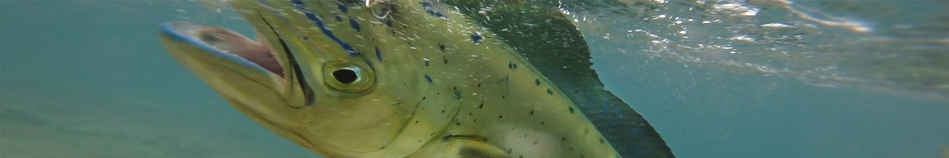 spearhead ryuki 95 sw