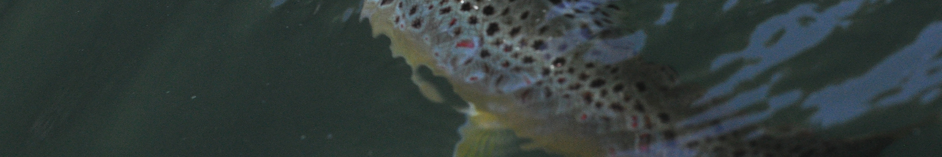 SUPER TIPPET MASTER SPEC II - FLUORO