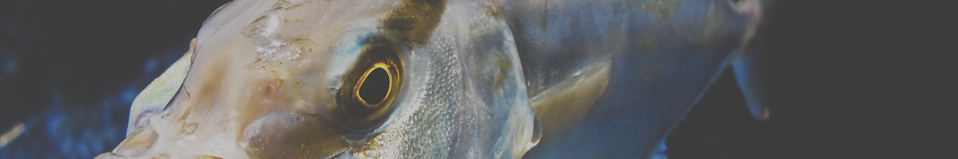 duo terrif dc-7 bullet