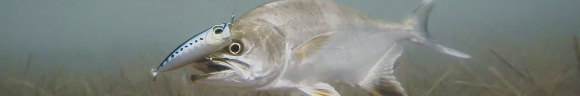 duo tetra works pocopoco