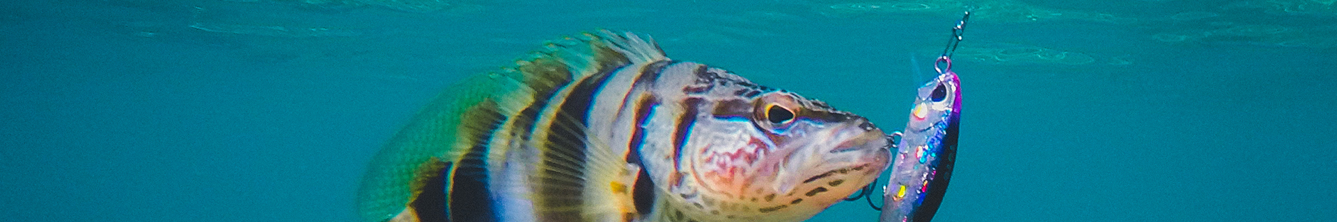 TETRA WORKS TOTO 42S