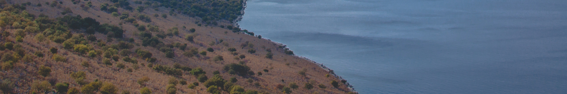 TETRA WORKS TOTO SHAD