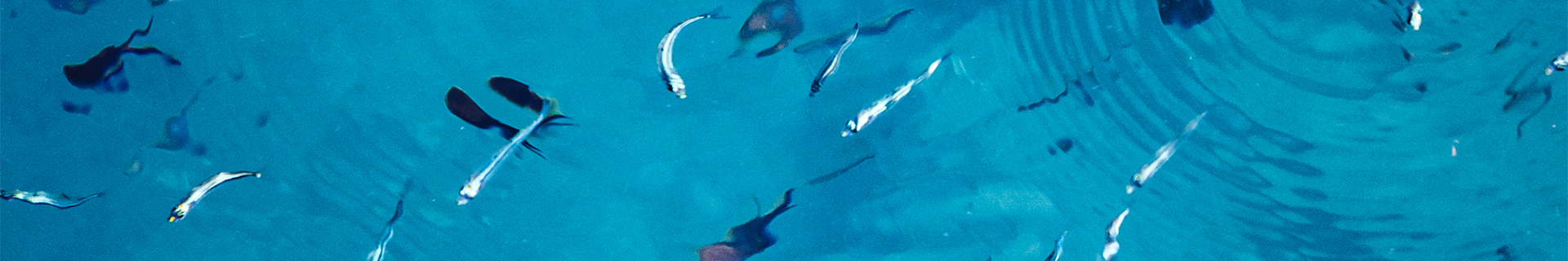 ZIP BAITS