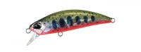 Yamame Red Belly 50S