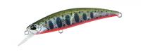 Yamame Red Belly 70S